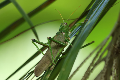 Violet-winged Grasshopper