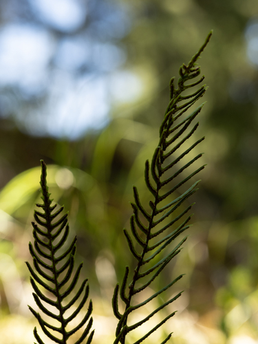 deer fern