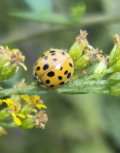 Asian Lady Beetle