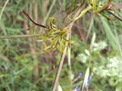 Delphinium pentagynum