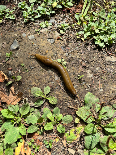 Pacific Banana Slug