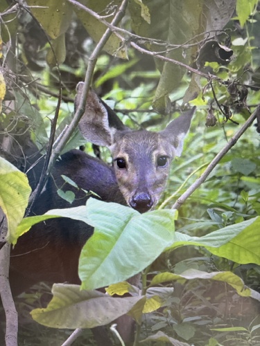 Southern Brown Brocket