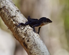 Anolis jubar oriens