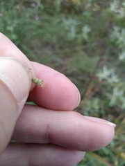 Delphinium pentagynum