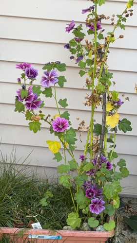 Common Mallow