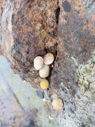 Nerita plicata observed 2026-09-17