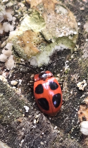 False Ladybird