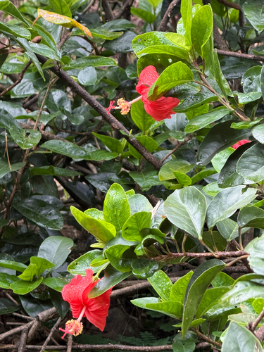 Hibiscus kokio observed 2026-09-16
