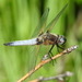 Scarce Chaser - Photo (c) Degtyarev Nikolai Ivanovich, some rights reserved (CC BY-NC), uploaded by Degtyarev Nikolai Ivanovich