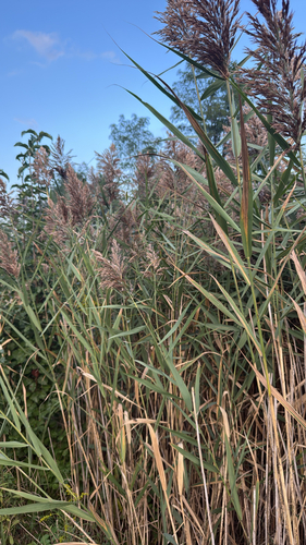 common reed
