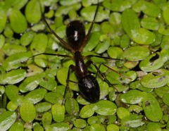 Camponotus