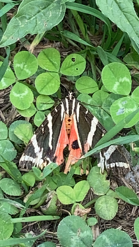Jersey Tiger