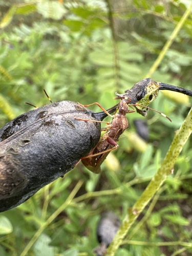 Lupine Bug