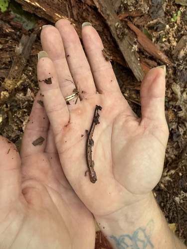 Eastern Red-backed Salamander