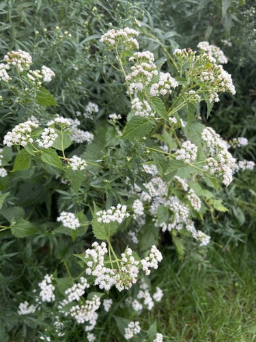 white snakeroot