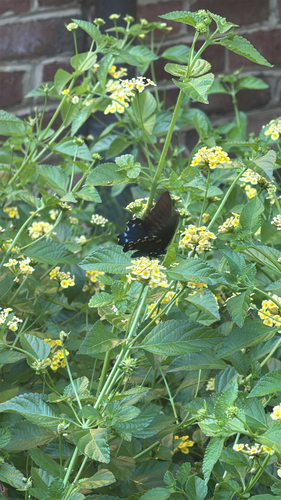 Pipevine Swallowtail