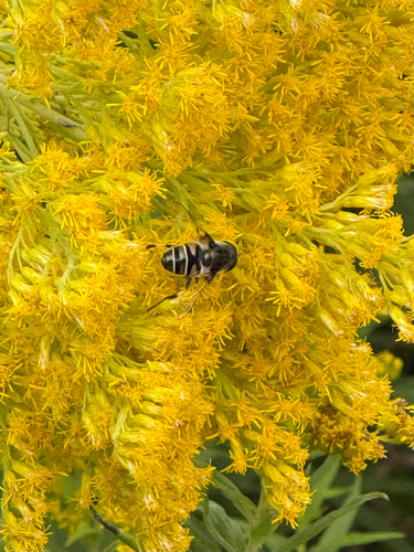 Black-shouldered Drone Fly