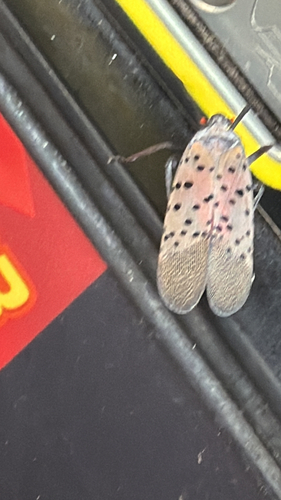 Spotted Lanternfly