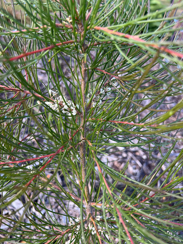 mulloway needle bush