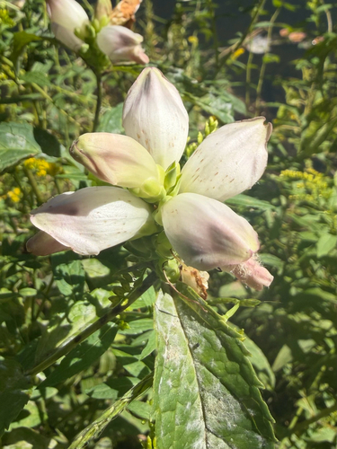 white turtlehead