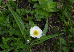 Ranunculus kuepferi