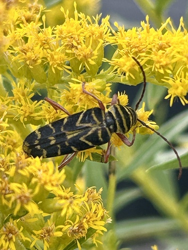 Locust Borer