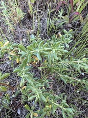 Frankenia salina, photograph (c) Matt Berger, some rights reserved (CC BY)