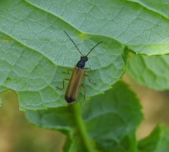 Rhagonycha lignosa