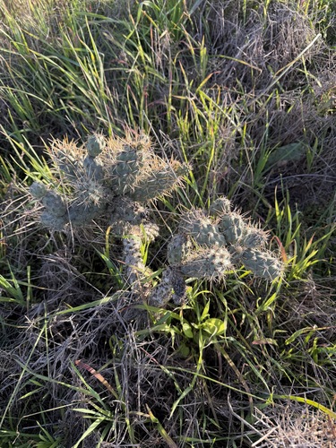 Cylindropuntia prolifera, photograph 3