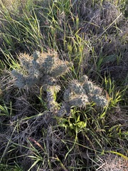 (c) Matt Berger, some rights reserved (CC BY) Cylindropuntia prolifera, photograph (c) Matt Berger, some rights reserved (CC BY)