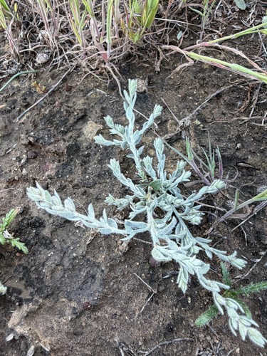 Cressa truxillensis, photograph 2