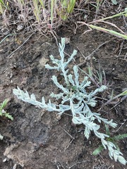 Cressa truxillensis, photograph (c) Matt Berger, some rights reserved (CC BY)