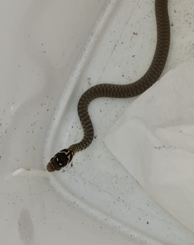 Green Whip Snake