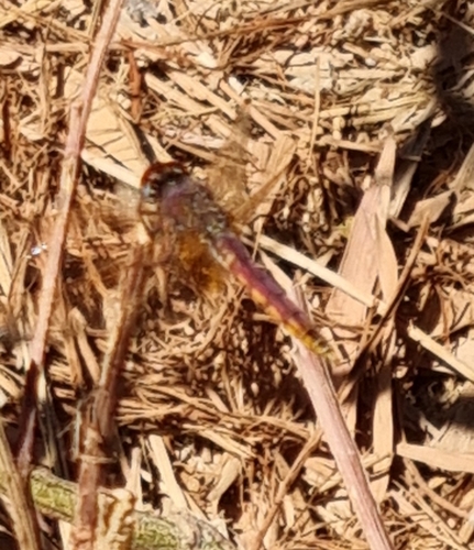 Violet Dropwing