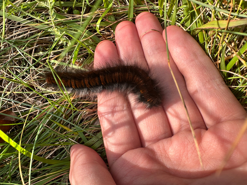 Fox Moth