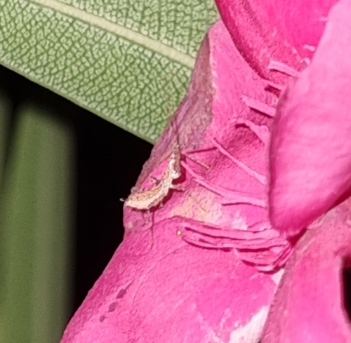 Leafhopper Assassin Bug