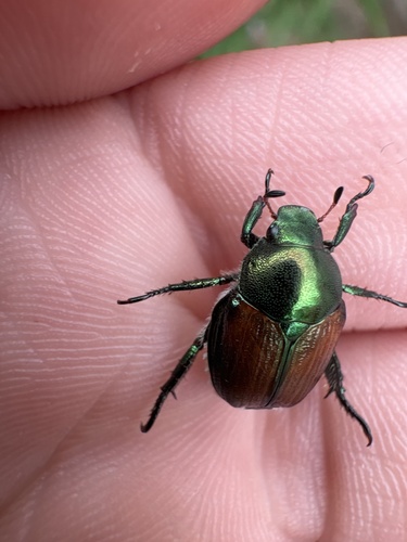 Japanese Beetle