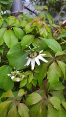 Passiflora helleri