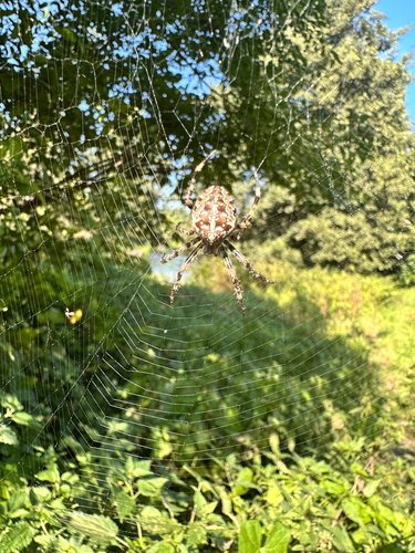 Cross Orbweaver