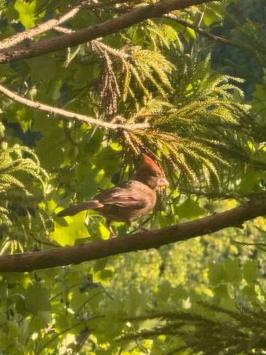 Northern Cardinal