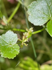 Hydrocotyle americana, photograph (c) Tom Scavo, some rights reserved (CC BY)