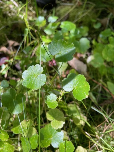 Hydrocotyle americana