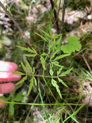 Cicuta bulbifera, photograph 5