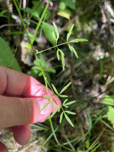 Cicuta bulbifera, photograph 6