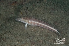 Parapercis xanthozona