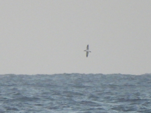 Puffinus newelli observed 2026-09-05