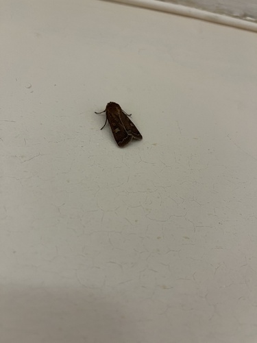 Square-spot Rustic