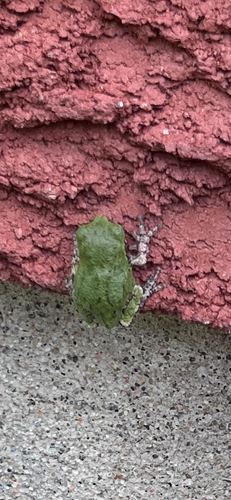 Gray Treefrog