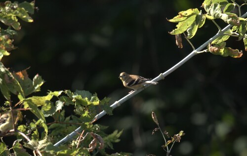 American Goldfinch