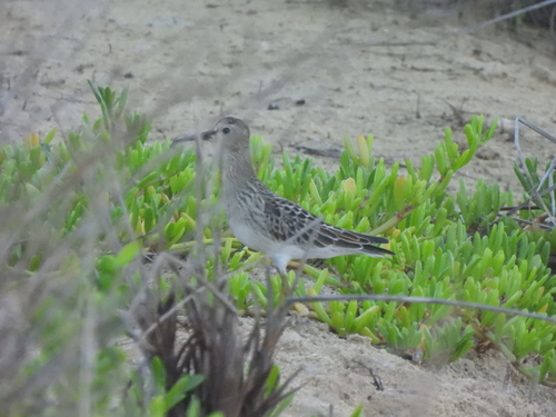Calidris melanotos observed 2026-09-16